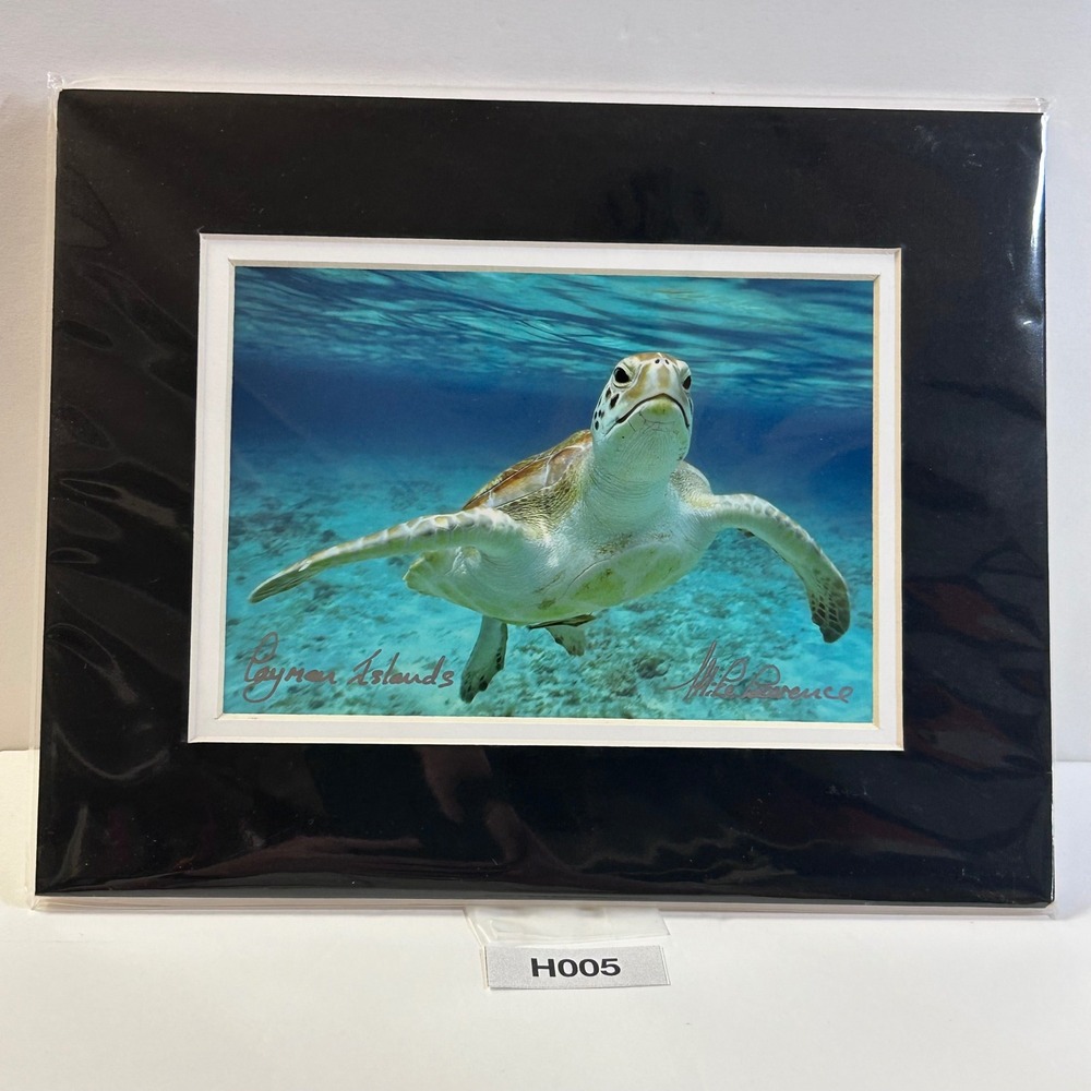 Mike Lawrence Signed Cayman Islands Marine Photo Lot Matted Stingray Sea Turtle